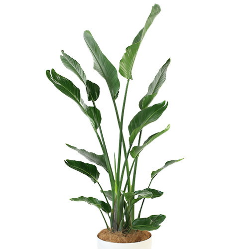 観葉植物「オーガスタ」10号白カバー | 法人企業様への胡蝶蘭