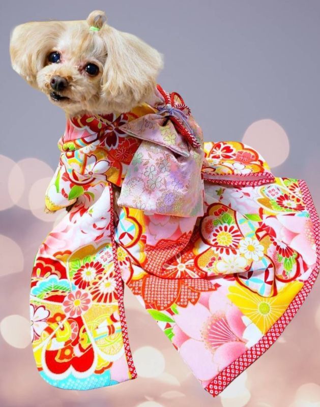 市川様専用 犬服/猫服 晴れ着 梅・キク柄・ピンク 振袖スタイル お引き