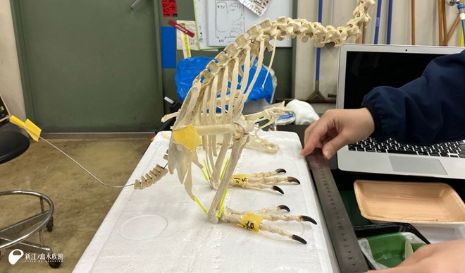 骨格標本2 | えのすいトリーター日誌 | 新江ノ島水族館