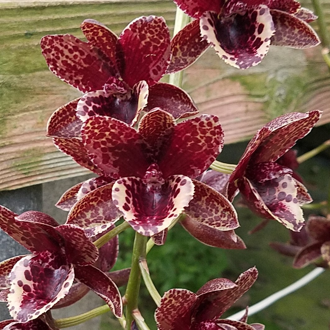 カタセタムの育て方｜世界らん展2023 —花と緑の祭典—