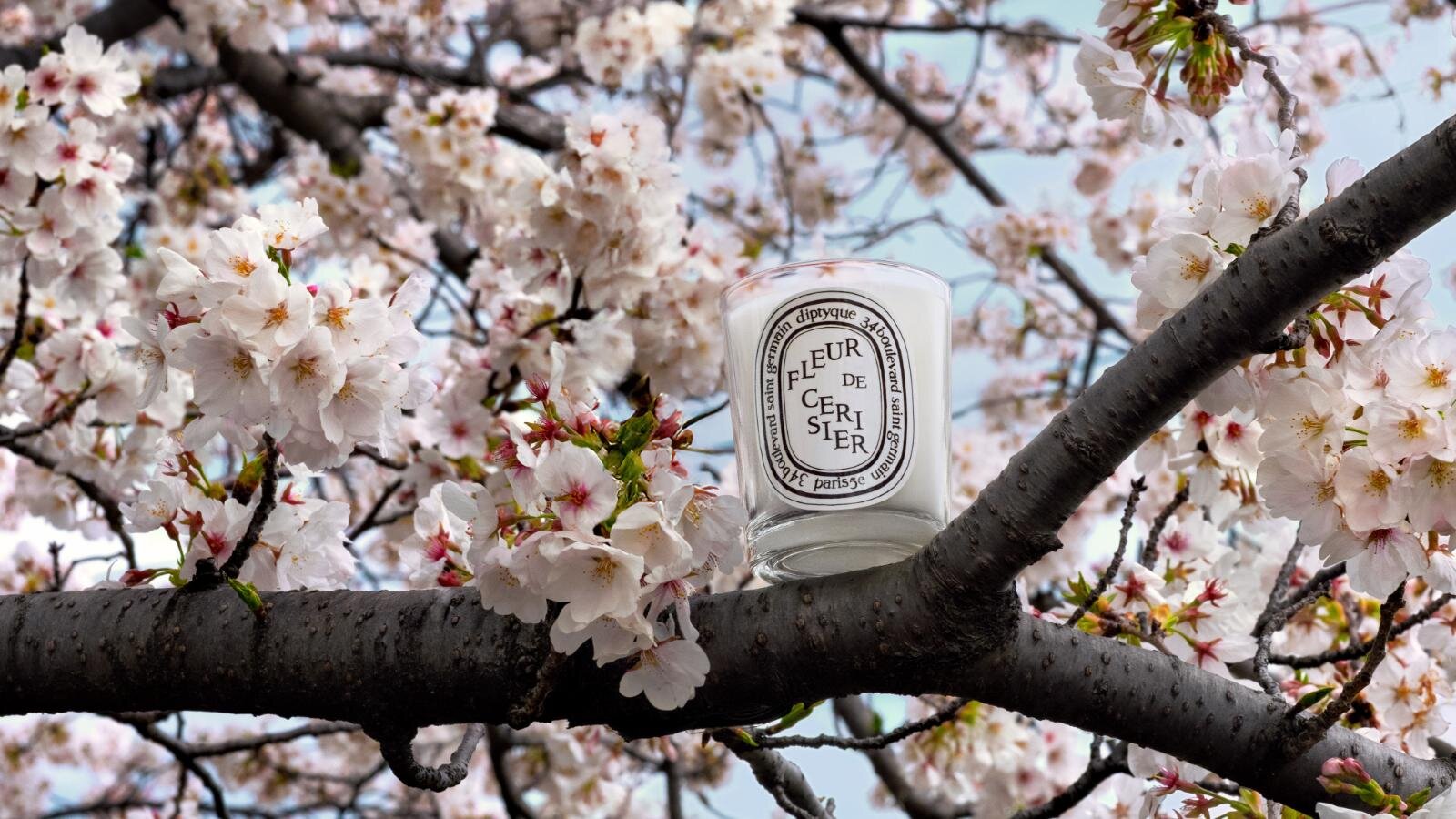 ディプティック26年春“桜の香り”フレグランスキャンドル、九州初