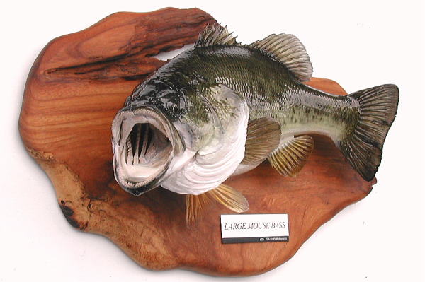 ブラックバス剥製【フィッシュクラフトマツモト】
