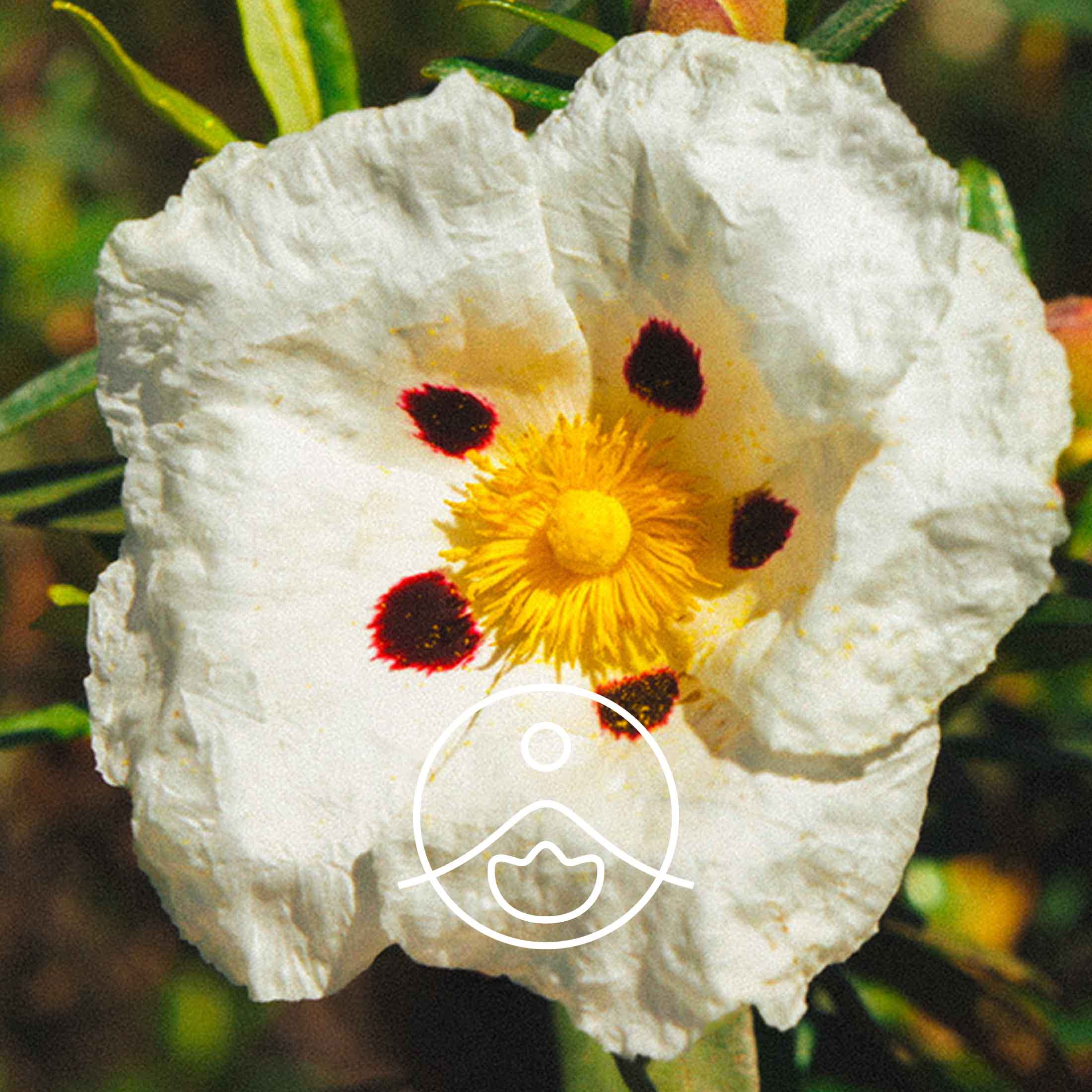 ロックローズ（オーガニック）｜フローラルウォーター（芳香蒸留水