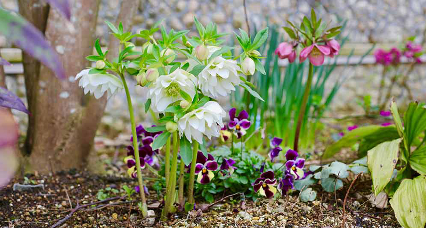 クリスマスローズ 花郷園