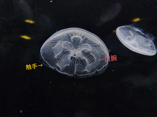クラゲの腕？｜海遊館とつながる｜海遊館