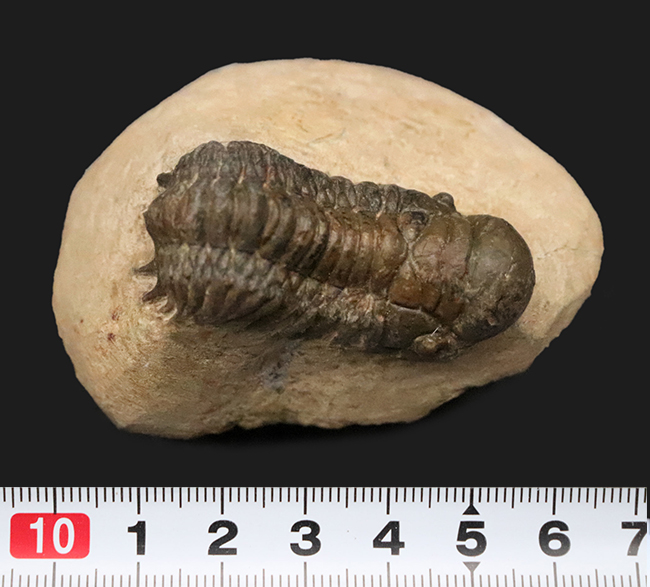 立体的なフォルムで、人気のモロッコ産の三葉虫、クロタロセファルス