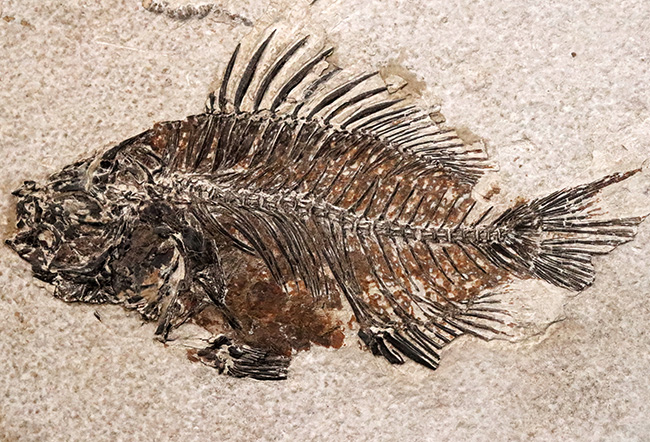 美品、自然が作り出したアート！約4000万年前の絶滅古代魚、ベリーレア