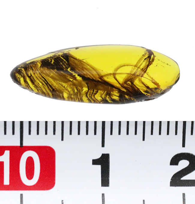 激レア！！羽毛入りビルマ琥珀 【公式通販】