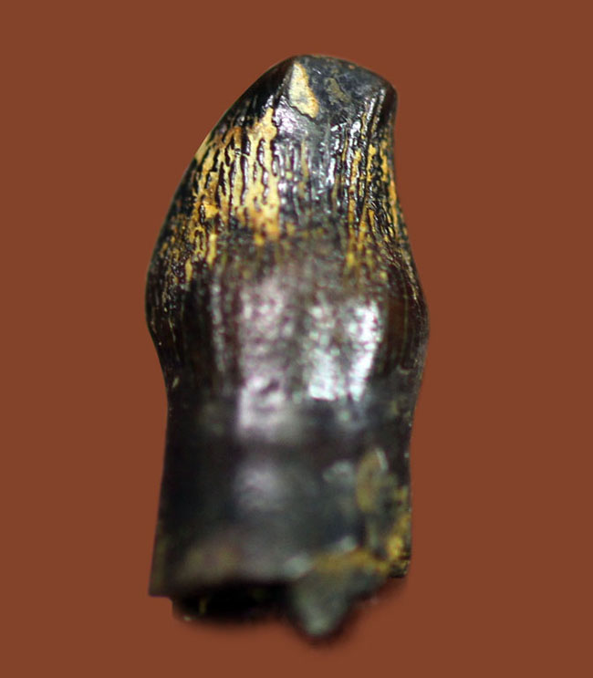 特殊な形にご注目、白亜紀後期の北米の河川に生息していた恐竜、テス