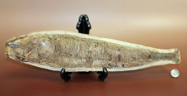 白亜紀前期 サンタナ層産 古代魚化石 魚類化石 クラドキクルス 骨格 標本