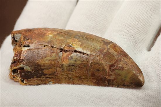 肉食恐竜カルカロドントサウルスの歯化石(Carcharodontosaurus） 恐竜 販売