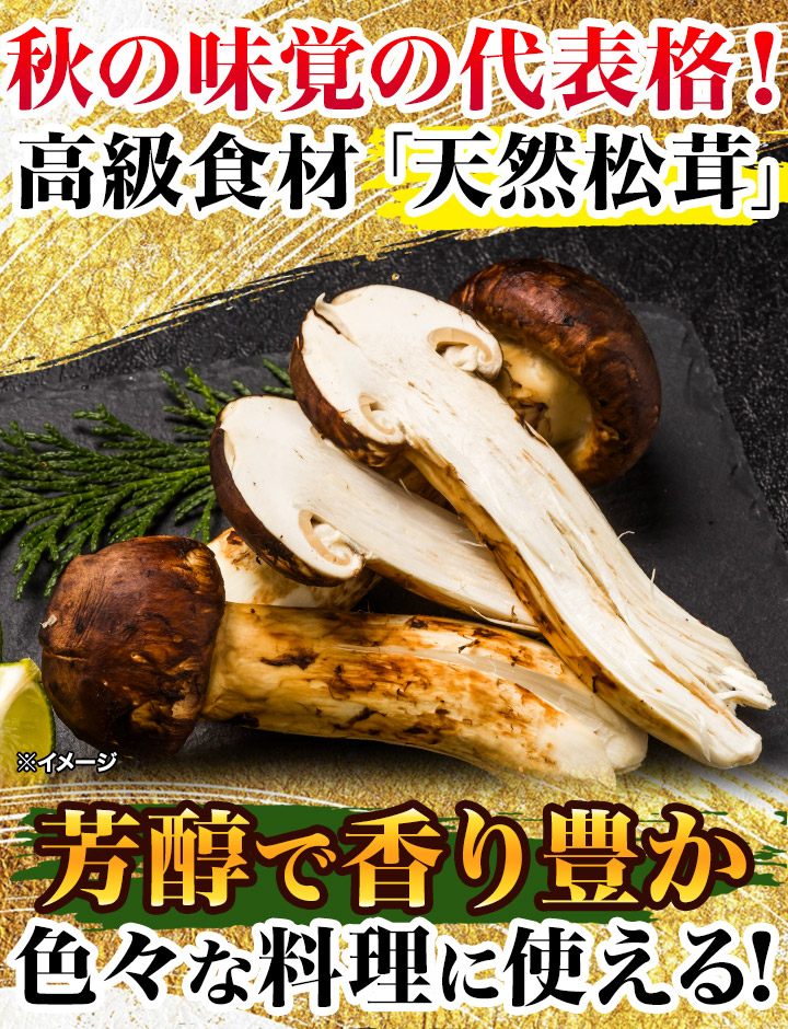 秋の味覚の王様！】天然高級 松茸開きは芳醇で豊かな香りが広がります