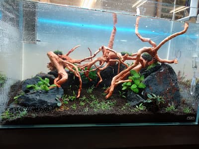 e-scape坂戸店】ADA60cm水草水槽の作り方 ーアヌビアスと