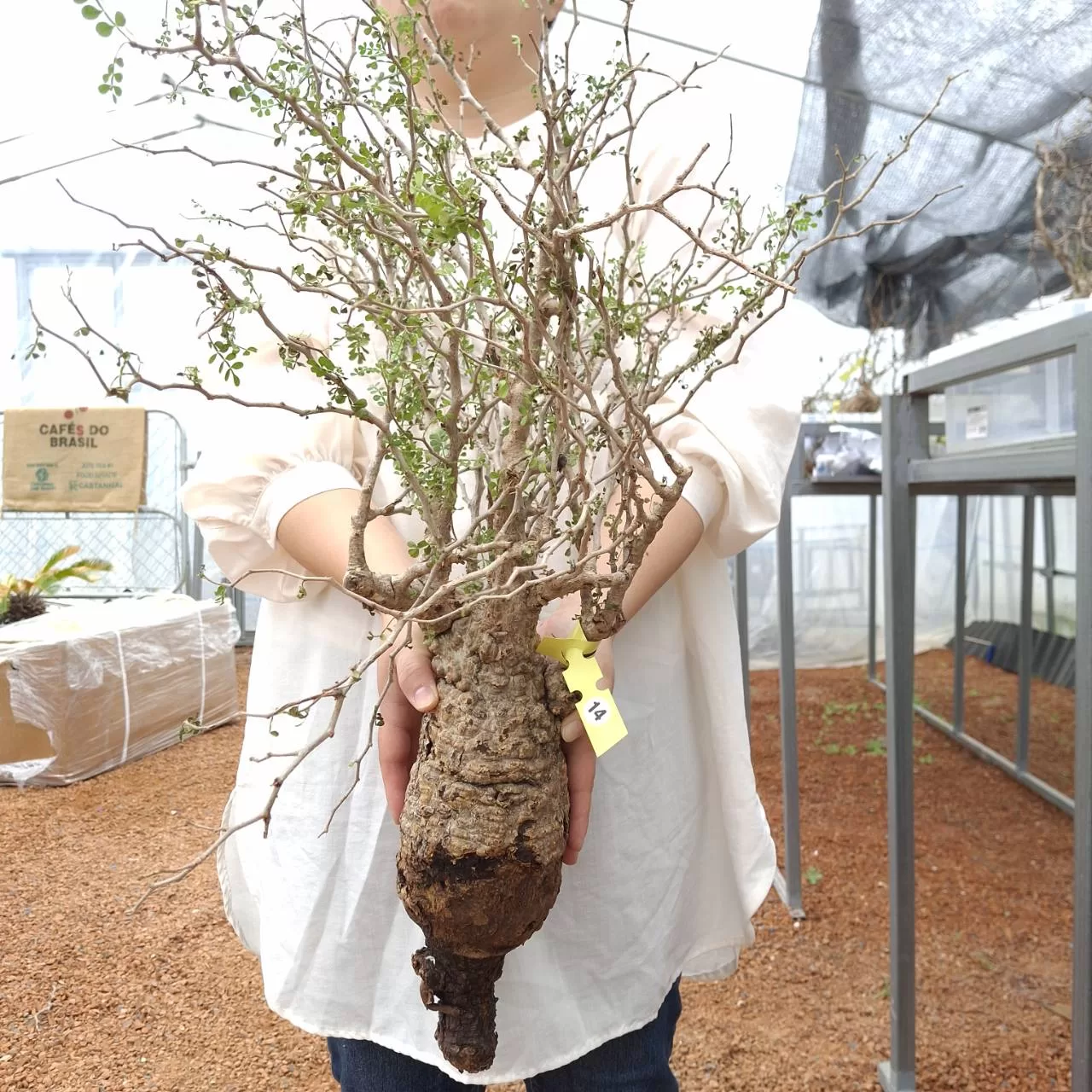 塊根植物専門『ハコネコオークション』開催中！！ – HakoNeko_Plants