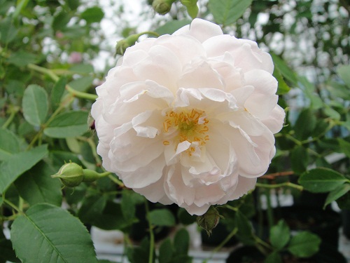 オールドローズつるバラ大苗 ボルチモアベル Herb&Rose バラ苗販売