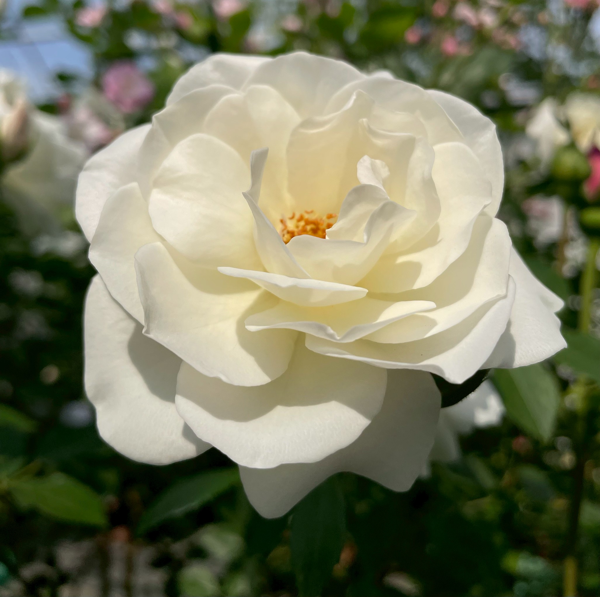 オールドローズ四季咲き強香大苗 ミセスダズリークロス Herb&Rose バラ