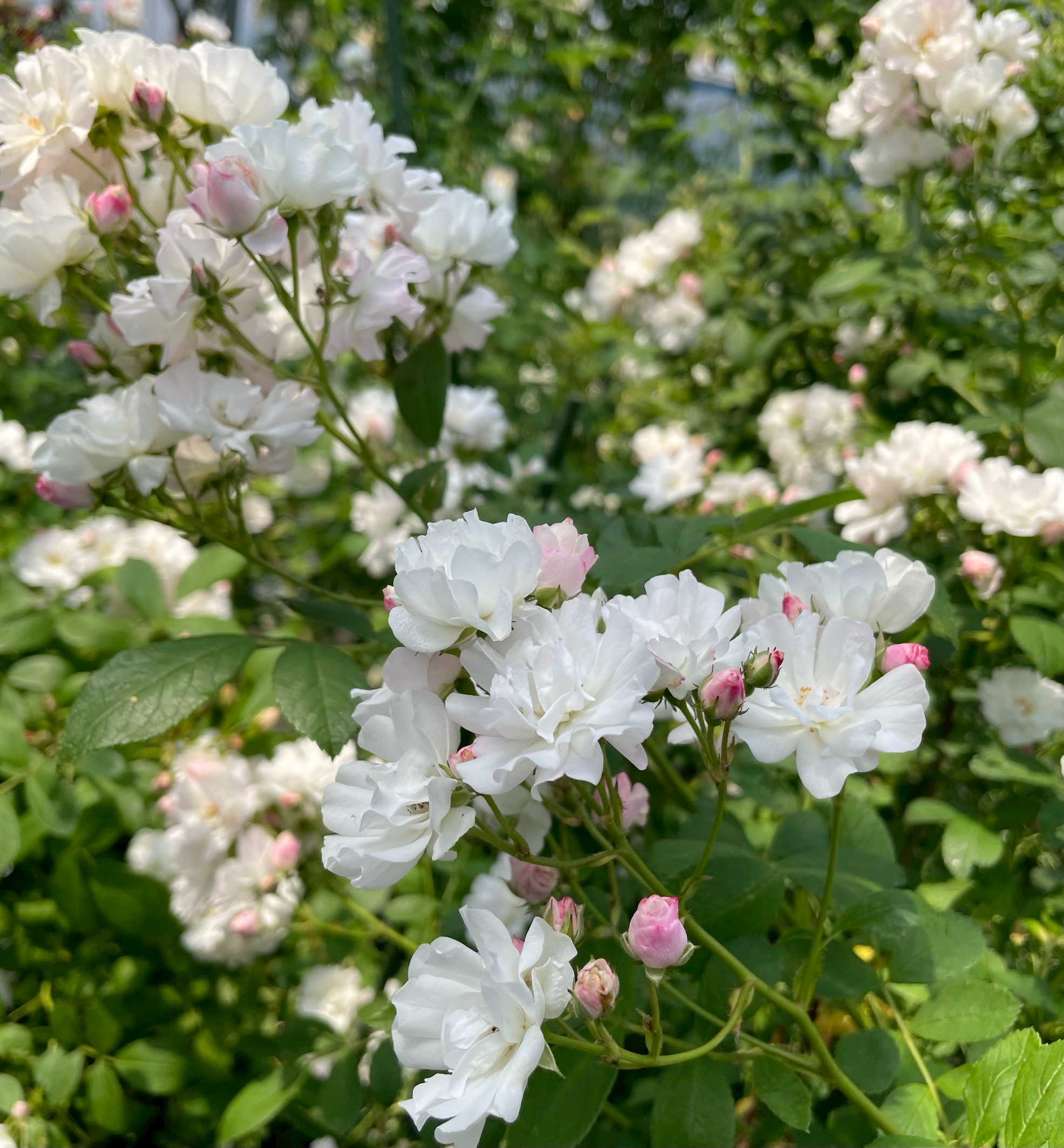 商品詳細 Herb＆Rose