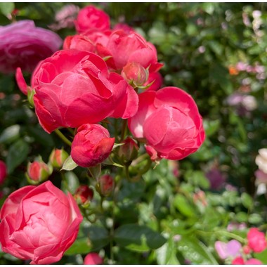 オールドローズ四季咲き大苗 ディックコスター Herb&Rose バラ苗販売