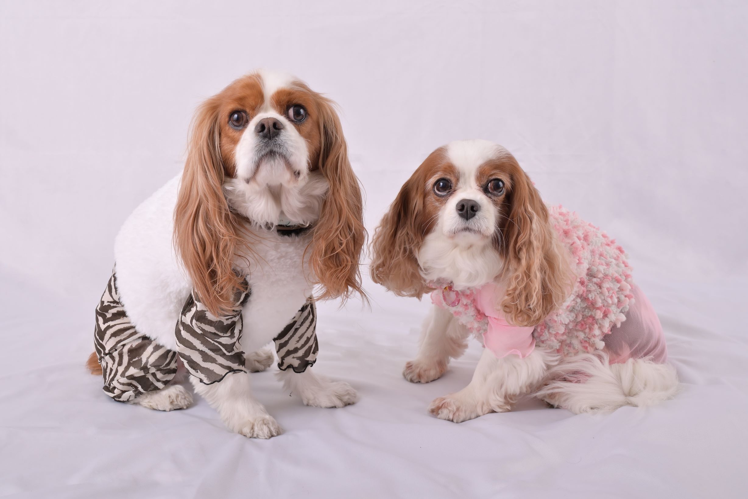 2月新作【キャバスーツ LIMITED】Airly SMOCK：COFFEE ZEBRA ドッグウェア