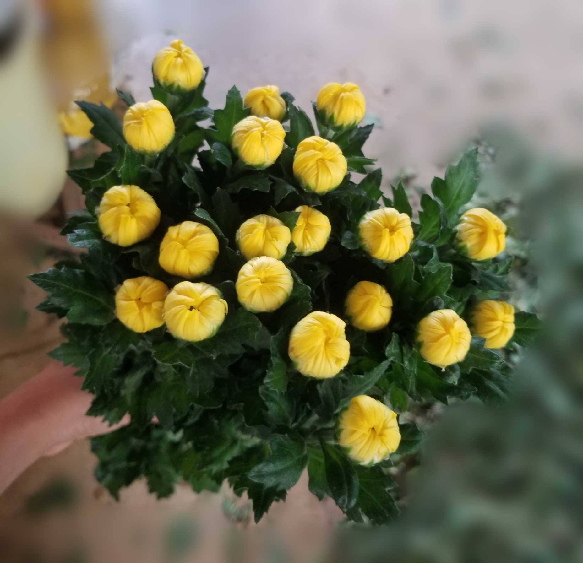 株式会社伊奈農園・田原市｜菊栽培・販売｜スプレーマム・精興光源・精の廻