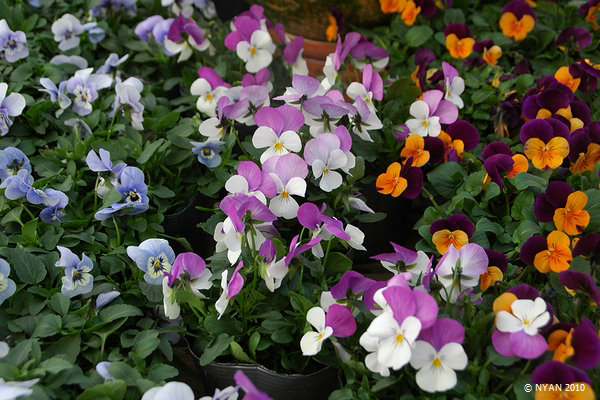 ガーデン・パンジー すみれの部屋 インターネットすみれ図鑑