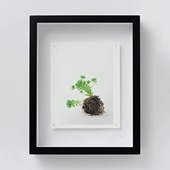 定番品】 アンリ・マティス 「低木」ブラックフレーム｜ポスター｜IDEE