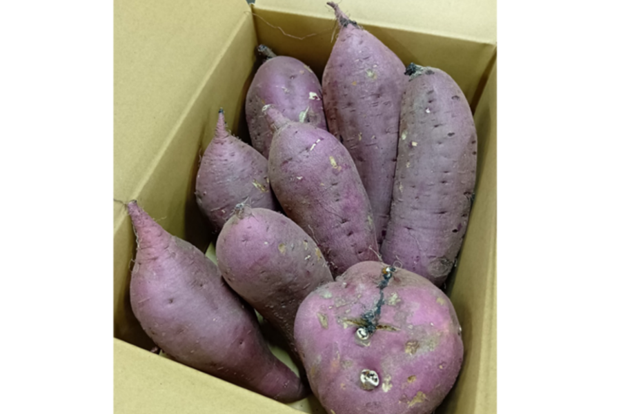 ご家庭用さつまいも 島根県産べにはるか 5㎏: しまね・うまいもん