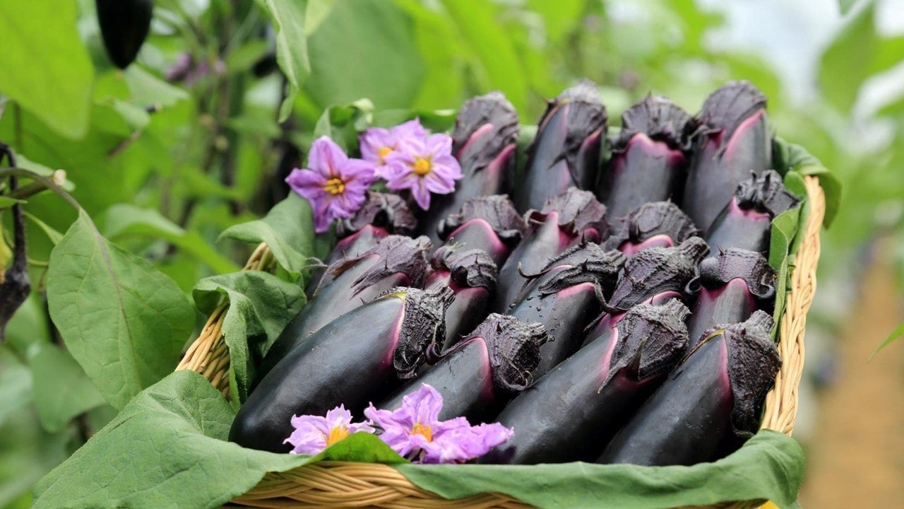 岡山県産 千両なす L2kg（25本）【出荷曜日固定】: おいしいおかやま