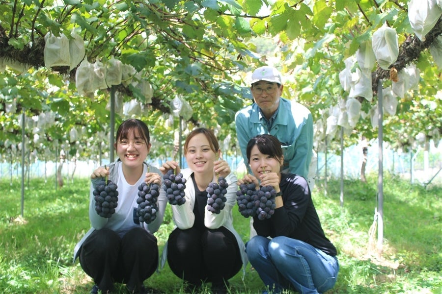 神石高原町 ニューピオーネ 赤秀 4房: 広島とれたて元気市|【JA