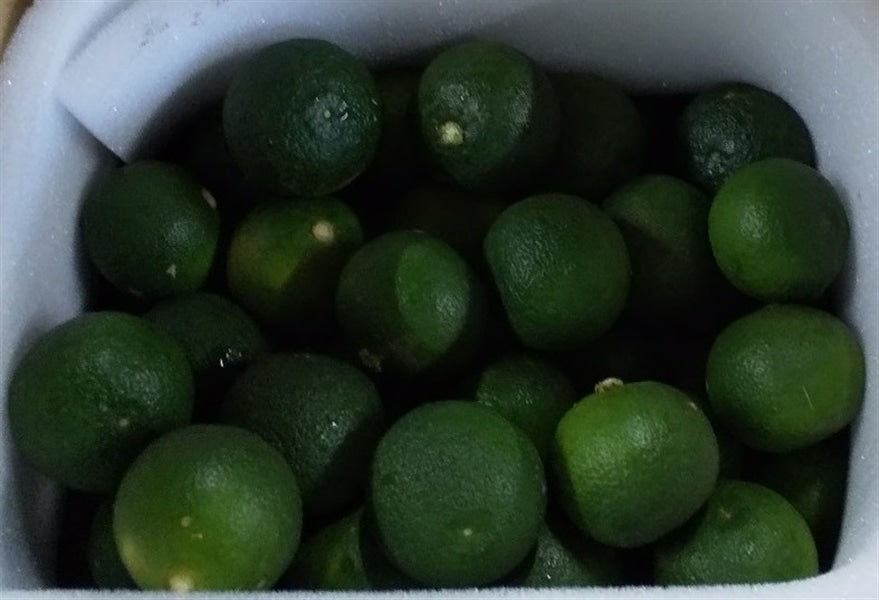 すだち」約1．2kg（M～3Lサイズ混合）愛媛県産【発送期間限定