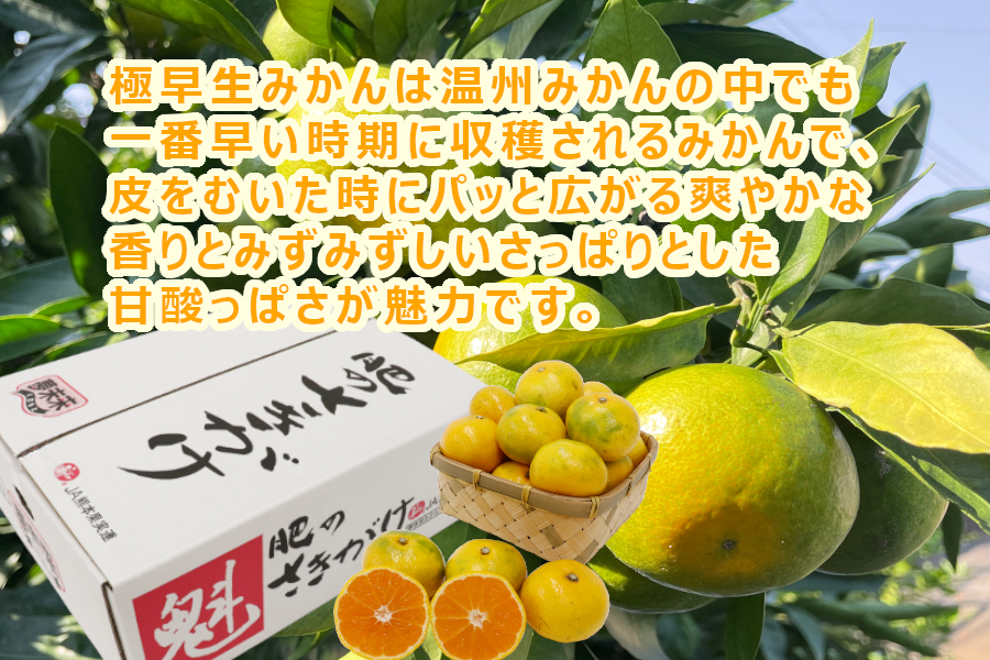 極早生みかん・肥のさきがけ（Sサイズ・約5㎏入）: JA熊本市