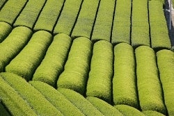 ☆クーポン使用で表示価格より20％OFF！☆ エーコープ 煎茶 白楽 100g