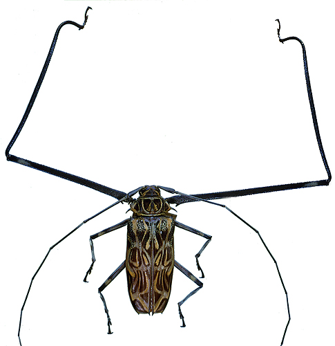 カミキリムシなどその他甲虫の仲間／世界の珍奇・美麗昆虫 -- 公益社団