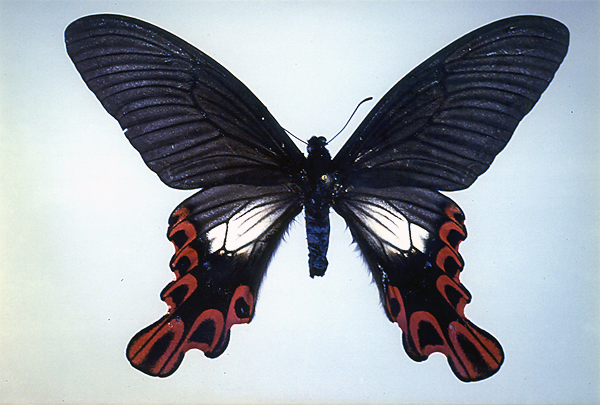 4月1日のスペシャル・ニュース／虫の雑学 -- 公益社団法人農林水産