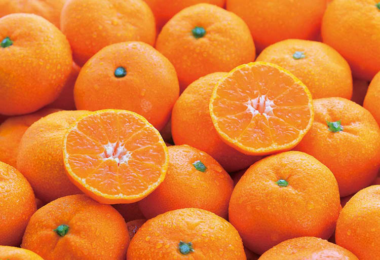 みかんページ みかん様 ミカン みかんページ ミカン様 ミカン様 蜜柑様