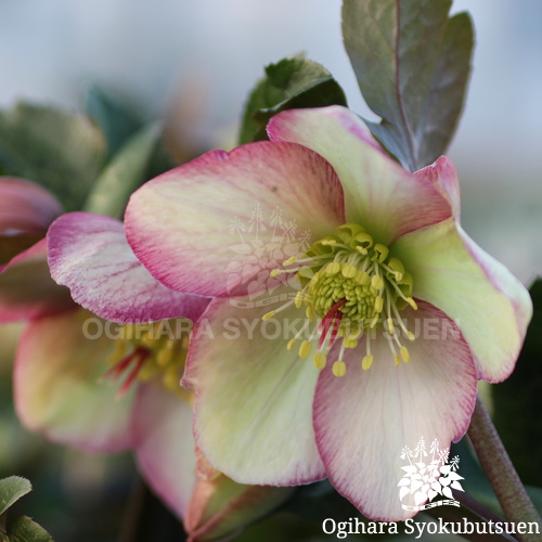 まるポン 様 ＊thoroughbred、rosy、followingday まるポン 様