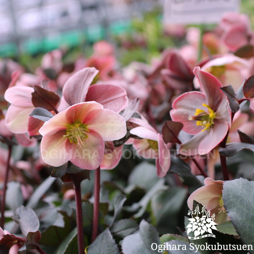 クリスマスローズ(原種間交配) 'ピンク フロスト'｜おぎはら植物園