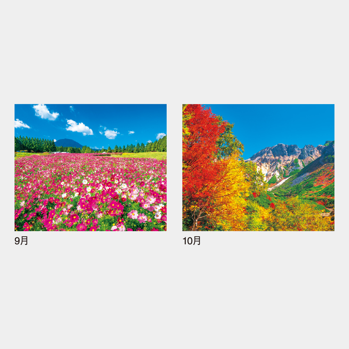 IC-297 春秋の彩2026年版の名入れカレンダーを格安で販売 - 名入れ