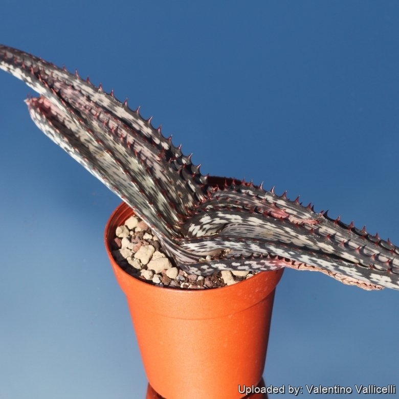 Aloe branddraaiensis