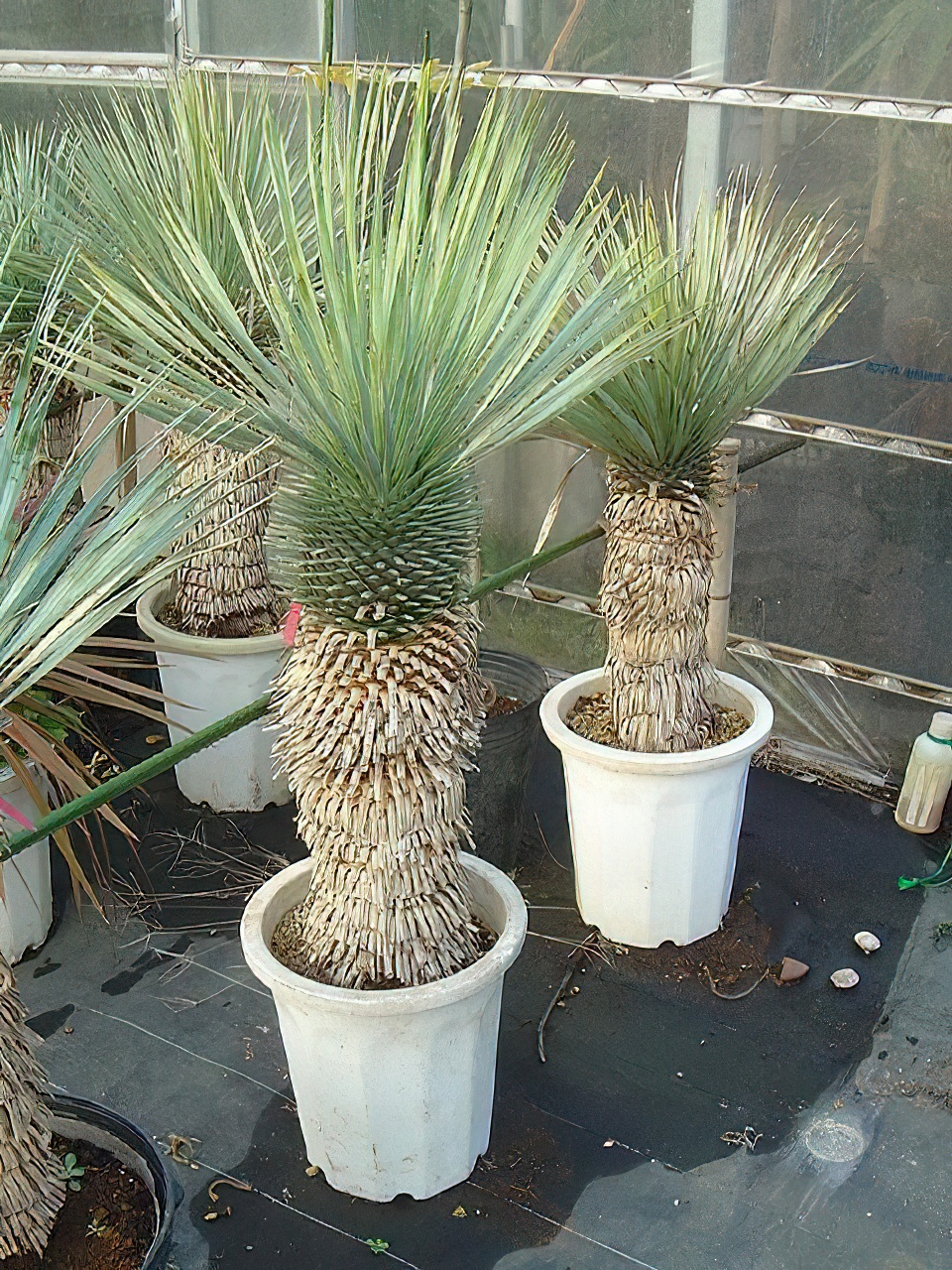 ユッカ・ロストラータ | HITOTOKI by MAKIMO PLANT