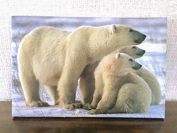 没後20年 特別展 星野道夫の旅」図録ギフトセット発売のお知らせ