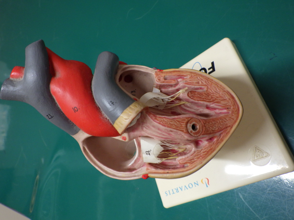 心臓病患者の栄養管理 | 診療コラム | 南が丘動物通信 | 南が丘動物