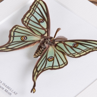 Spanish Moon Moth Male & Female Pair In Box Frame (Graellsia