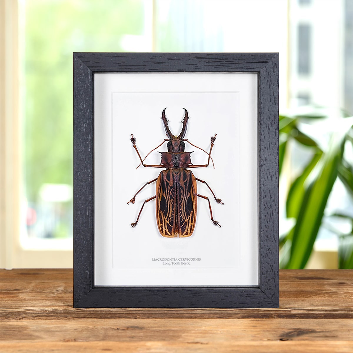 Sabertooth Longhorn Beetle In Box Frame (Macrodontia cervicornis)