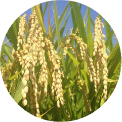 NOEVIR WRINKLE91(ノエビアリンクル91) | 株式会社ノエビア