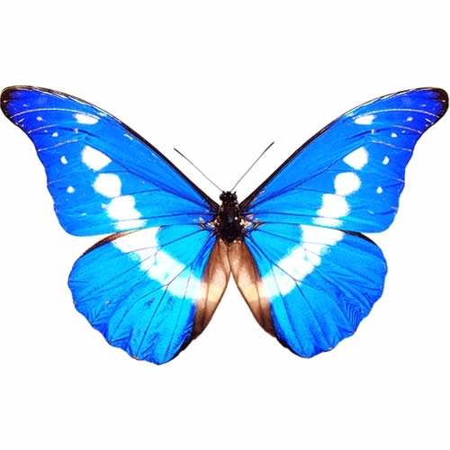 送料無料】ヘレナモルフォ , 蝶の標本 販売・通販のNatureShop