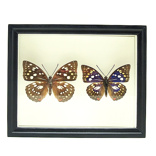 セット標本 , 蝶の標本 販売・通販のNatureShop|モルフォやキプリス