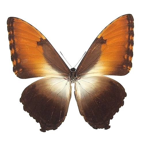タイヨウモルフォ , タテハ蝶科標本 , 蝶の標本 販売・通販の