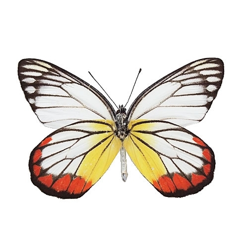 ベニモンシロチョウ , 蝶の標本 販売・通販のNatureShop|モルフォや