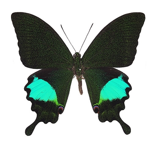 ルリモンアゲハ , アゲハ蝶科標本 , 蝶の標本 販売・通販のNatureShop